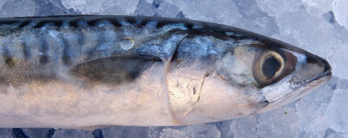 Scombroid fish poisoning
